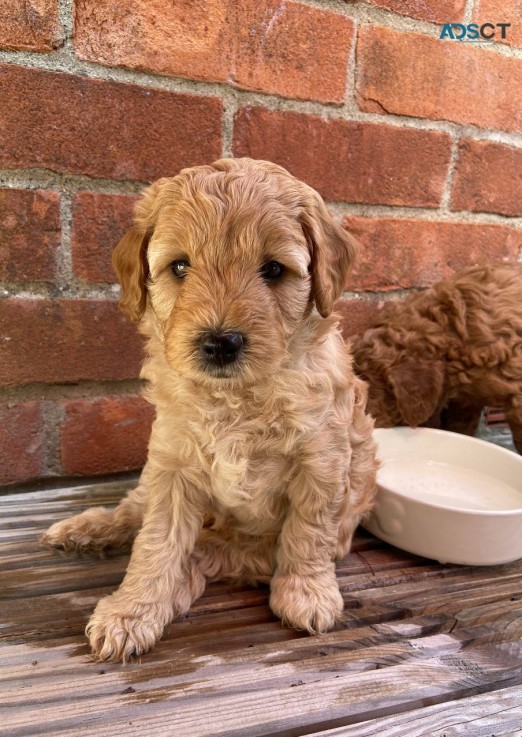 Goldendoodle  Puppies