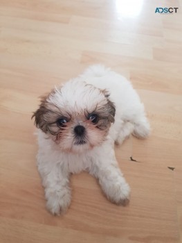 Friendly Teacup  Shih tzu Puppies for sa