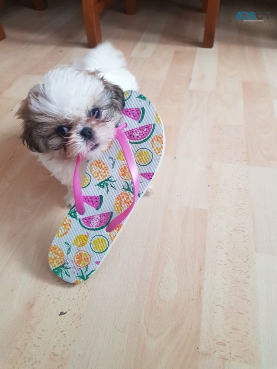 Friendly Teacup  Shih tzu Puppies for sa