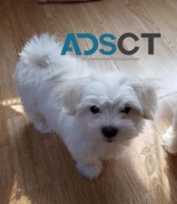 Male and female Maltese puppies for sale