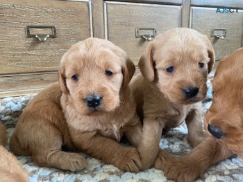 Cute Labradoodle  puppies 