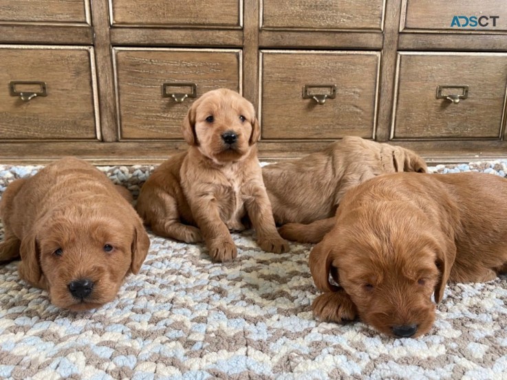 Cute Labradoodle  puppies 