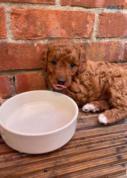 Stunning Double GoldenDoodle Puppies