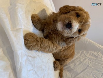 Teddy Bear Miniature Goldendoodles