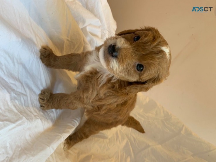 Teddy Bear Miniature Goldendoodles