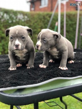 American bulldog puppies