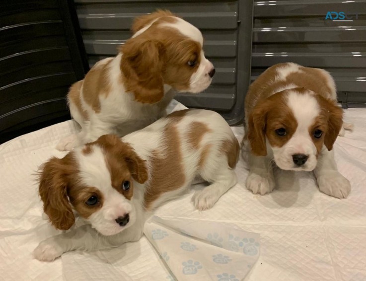 Sweet Cavalier King Charles Puppies For 