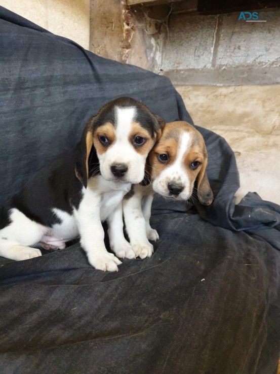 Beagle puppies