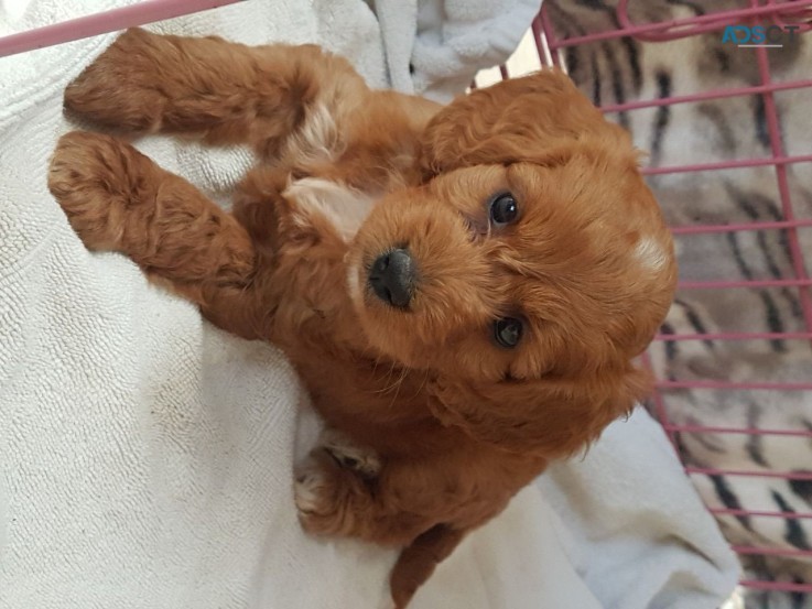 Cockapoo  Puppies for Your Home