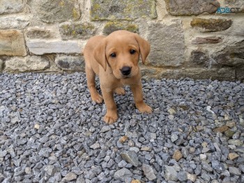 Labrador Retriever    Puppies For Sale