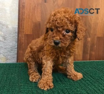 Toy poodle puppies