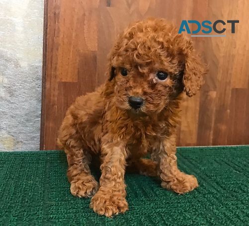 Toy poodle puppies