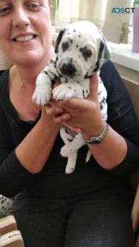 Dalmatians Puppies