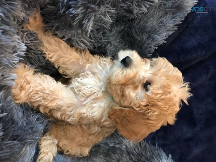  11 weeks old Labradoodles  puppies