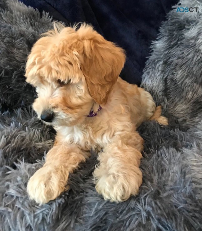  11 weeks old Labradoodles  puppies