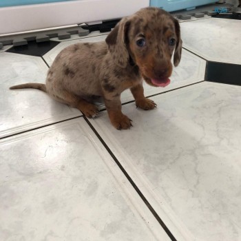 Daschund  Puppies for sale 