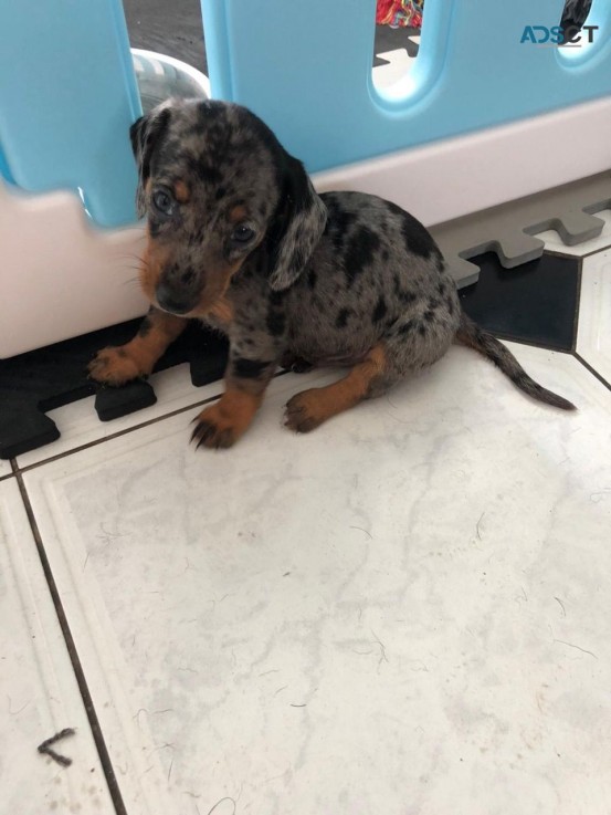 Daschund  Puppies for sale 