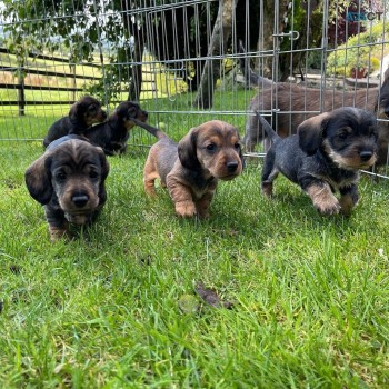 Wire Haired Dachshund Puppies