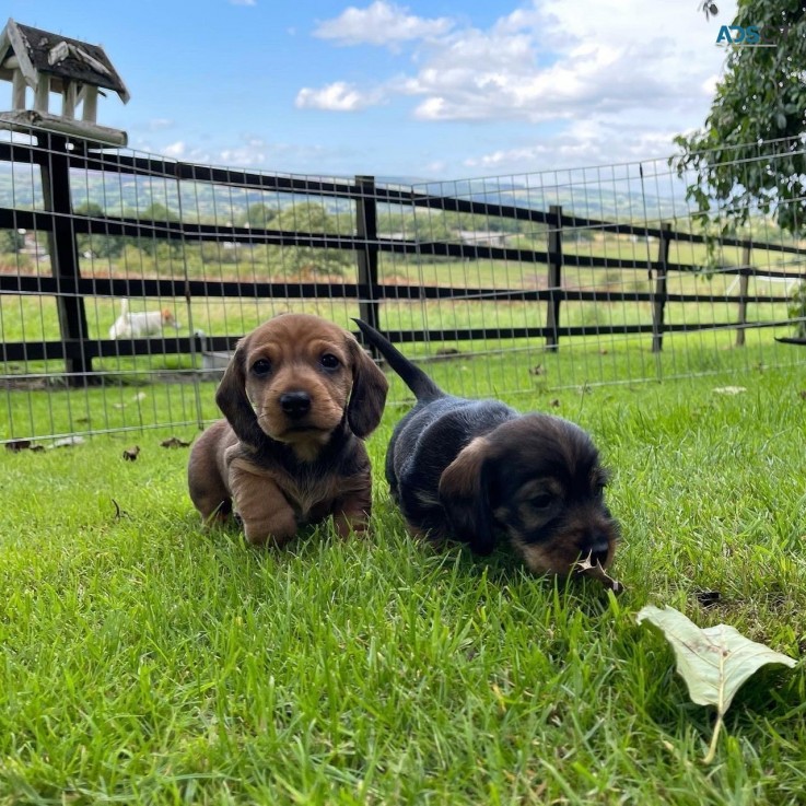 Wire Haired Dachshund Puppies