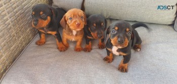 Miniture Dachshund Puppys