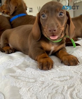 Stunning Dachshund Puppies