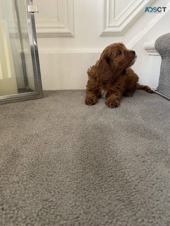 Cute and Adorable Cavapoo Puppies for sa