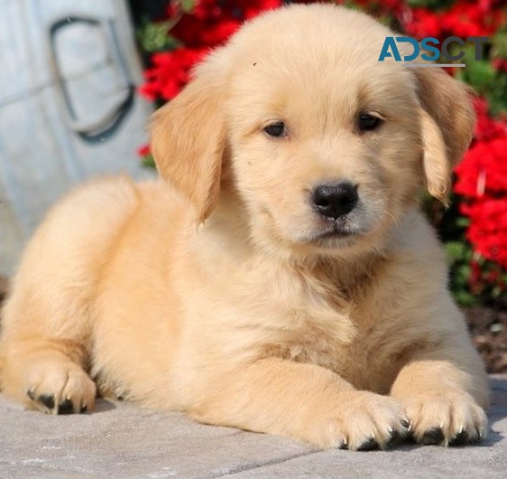 Golden Retriever pupppies for  sale