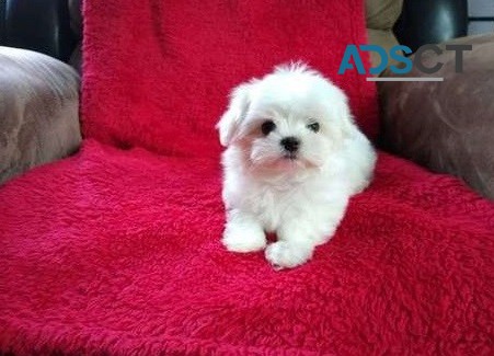 maltese pupppies for  sale