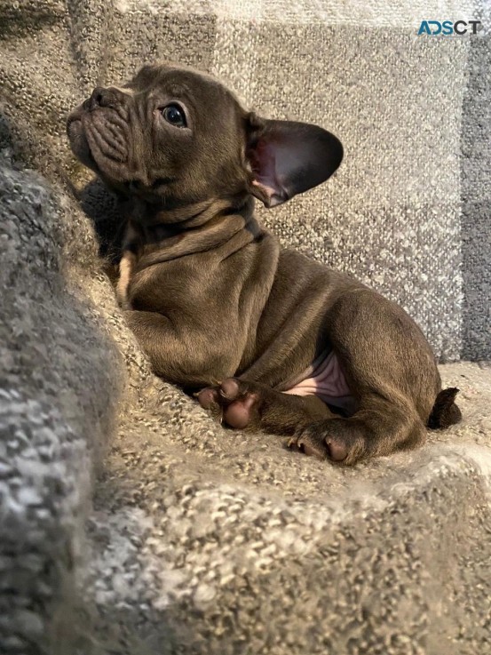 Outstanding Blue Stafford Bull Terrier 