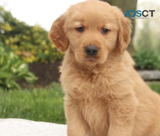 Golden Retriever pupppies for  sale