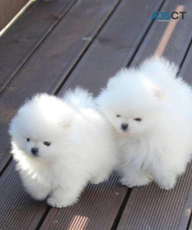  Pomeranian pups