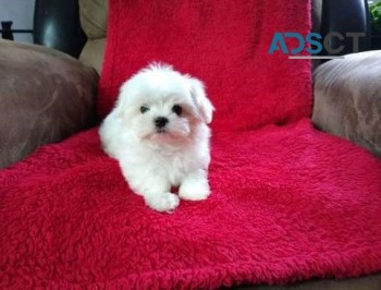 Maltese puppies  for sale