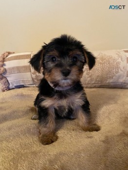 Yorkshire Terrier Puppies