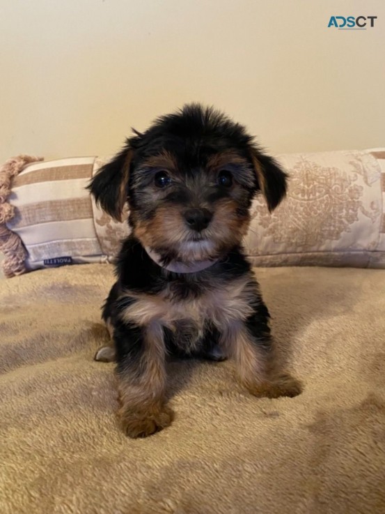 Yorkshire Terrier Puppies