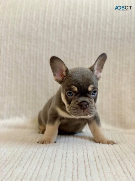 French bulldog Puppies