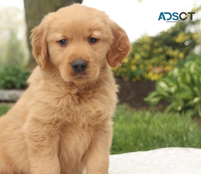 Golden Retriever pupppies for  sale