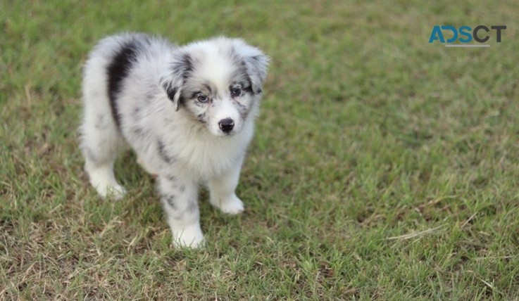 Australian Shapherd pupppies for  sale