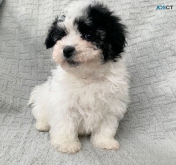 cachorros maltipoo