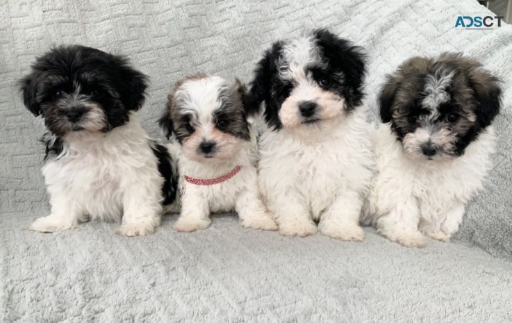 cachorros maltipoo