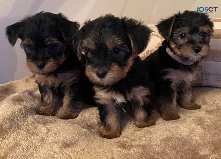 Yorkshire Terrier Puppies