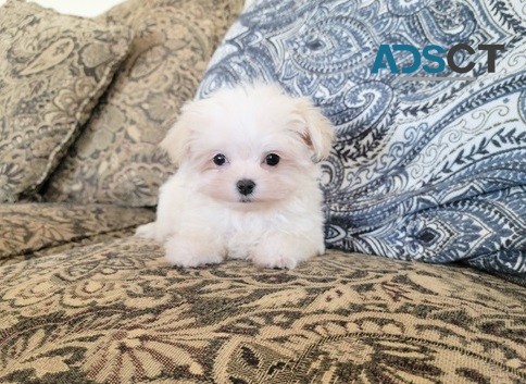 maltese pupppies for  sale