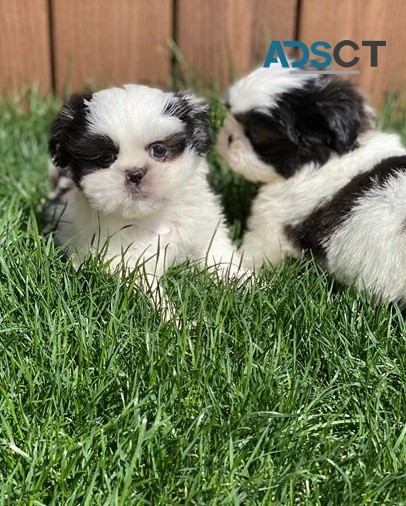 Shih tzu pupppies for  sale