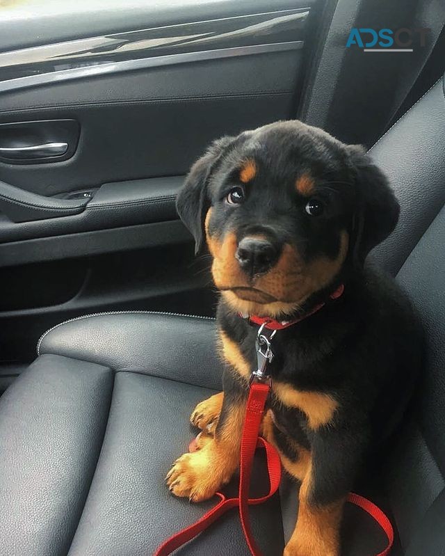 Rottweiler pupppies for  sale