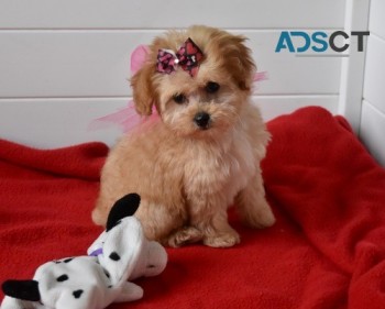 Maltipoo pupppies for  sale