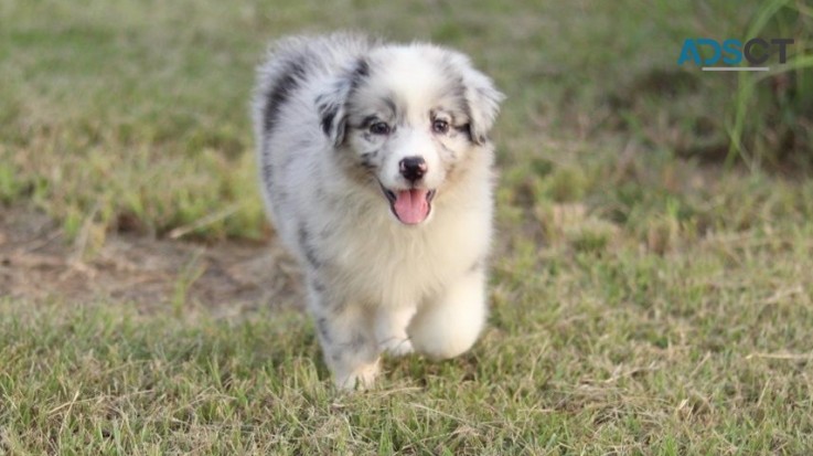 Australian Shapherd pupppies for  sale