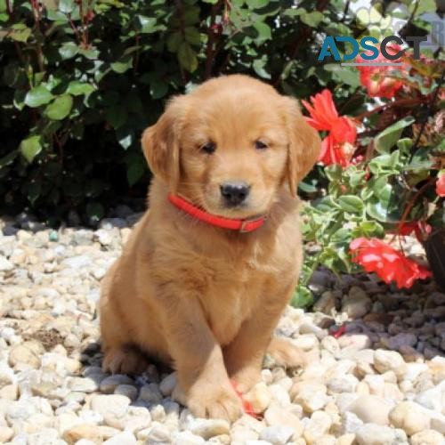 Golden Retriever pupppies for  sale