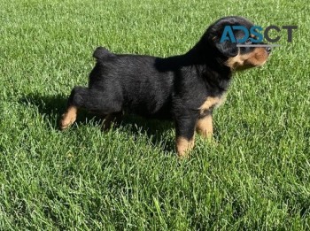 Rottweiler pupppies for  sale