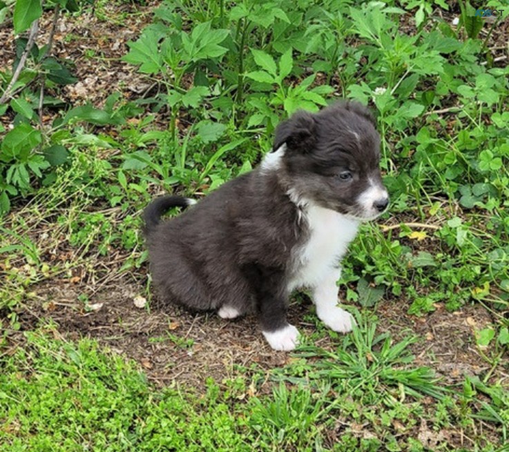 Border Collie pupppies for  sale