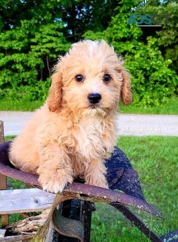 Cavapoo puppies for sale