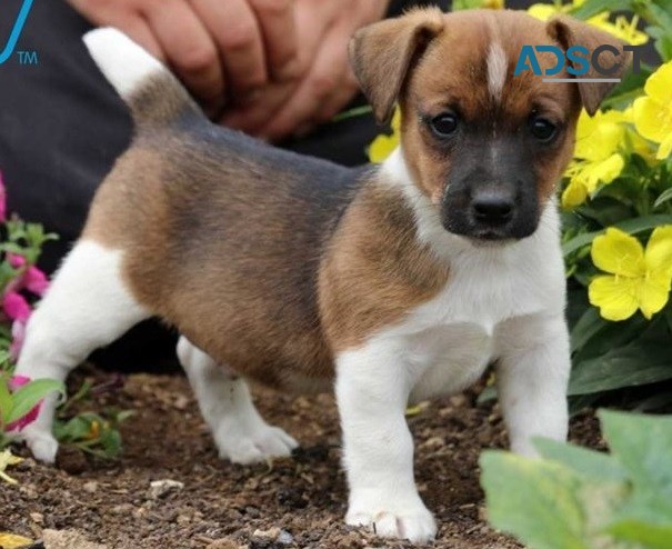 Jack russell pupppies for sale